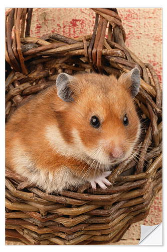 Naklejka na ścianę Hamster in a wicker basket