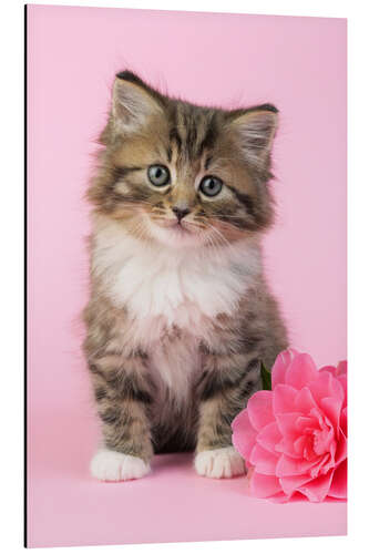 Aluminium print Kitten with flower