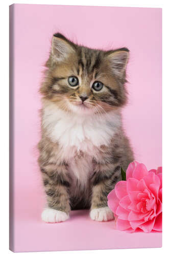 Stampa su tela Kitten with flower