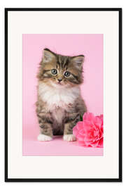 Gerahmter Kunstdruck Katze mit rosa Blume