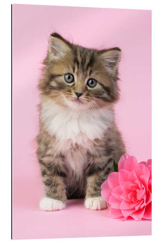 Gallery print Kitten with flower