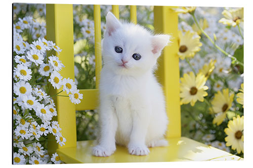 Aluminium print White cat in garden