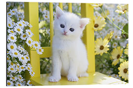 Aluminium print White cat in garden