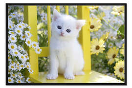Gerahmter Kunstdruck Katzenbaby auf gelbem Stuhl