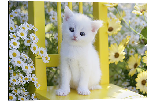 Gallery print White cat in garden