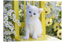 Gallery print White cat in garden