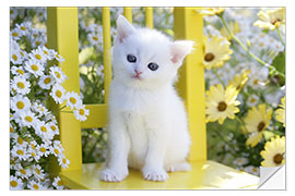 Naklejka na ścianę White cat in garden