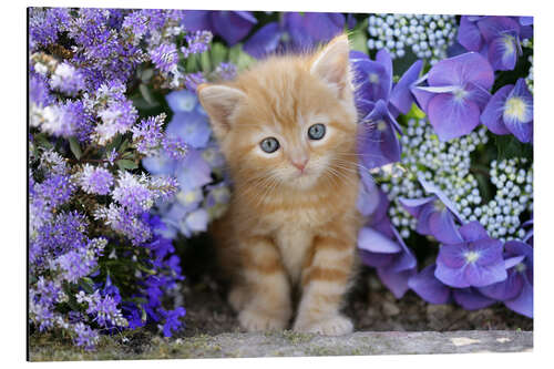 Aluminium print Ginger cat in flowers