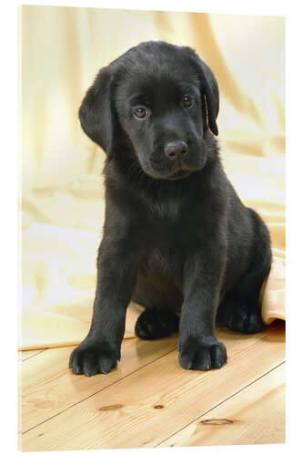 Quadro em acrílico Black Labrador puppy