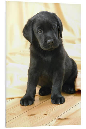 Aluminium print Black Labrador puppy