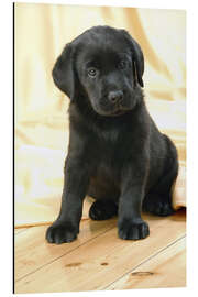 Tableau en aluminium Bébé labrador noir