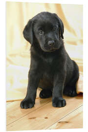 Foam board print Black Labrador puppy