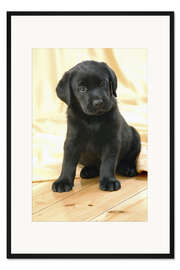 Gerahmter Kunstdruck Schwarzer Labrador-Welpe