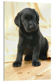 Quadro em plexi-alumínio Black Labrador puppy