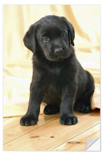 Vinilo para la pared Black Labrador puppy