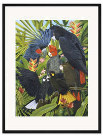 Gerahmter Kunstdruck Papagaienarten