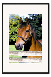 Gerahmter Kunstdruck Pferd auf der Koppel - Greg Cuddiford