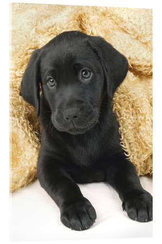 Akryylilasitaulu Black labrador puppy