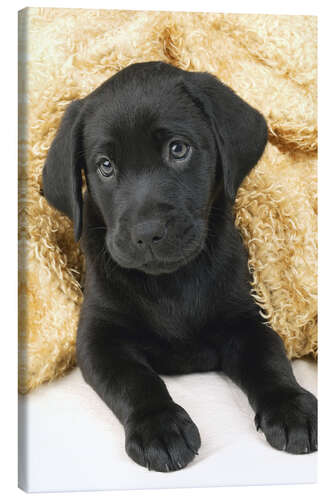 Canvas print Black labrador puppy