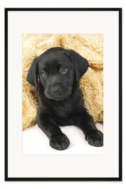 Gerahmter Kunstdruck Schwarzer Labrador Welpe