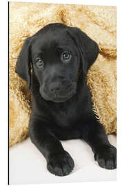 Magnettafel Schwarzer Labrador Welpe