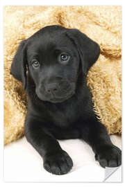 Wall sticker Black labrador puppy