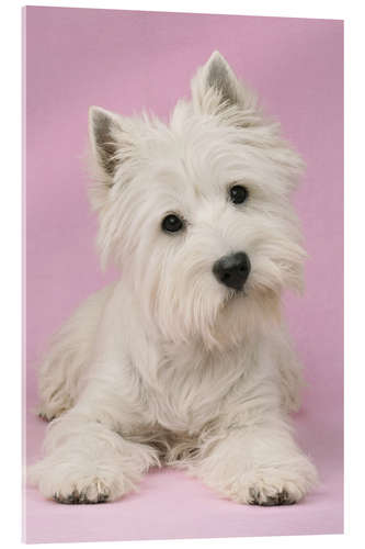Tableau en verre acrylique White Terrier on pink background