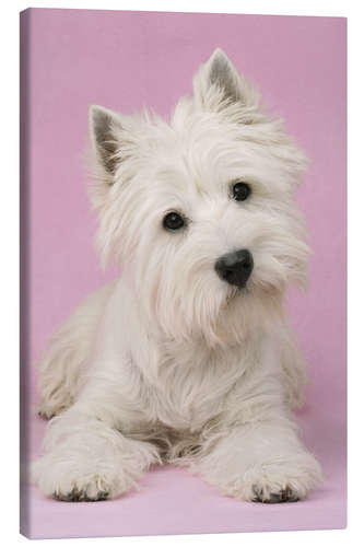 Canvas print White Terrier on pink background