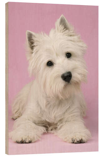 Quadro de madeira White Terrier on pink background