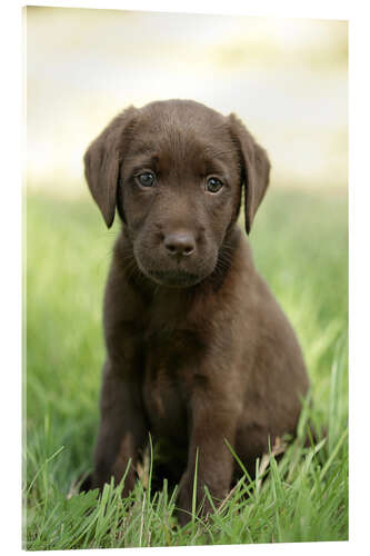 Akrylbillede Labrador pup on grass