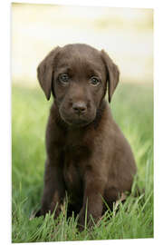 Foam board print Labrador pup on grass