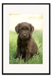 Gerahmter Kunstdruck Labradorwelpe im Gras