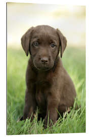 Galleriataulu Labrador pup on grass