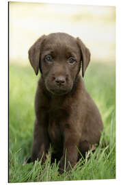 Magnettafel Labradorwelpe im Gras