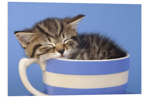 Tableau en PVC Chaton dormant dans une tasse 