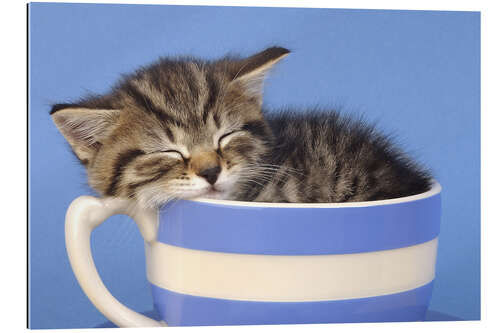 Quadro em plexi-alumínio Kitten in tea cup