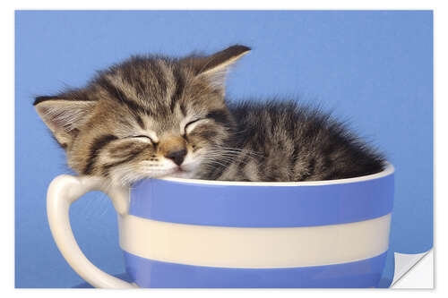 Sticker mural Chaton dormant dans une tasse 