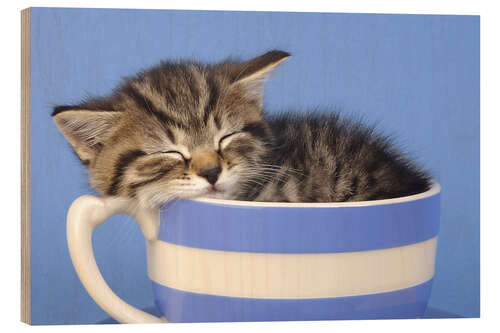 Obraz na drewnie Kitten in tea cup