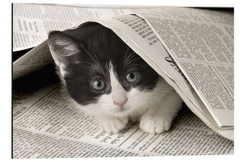 Cuadro de aluminio Black and white cat under newspaper