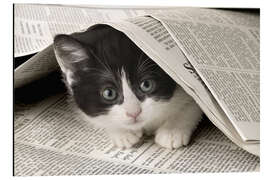 Cuadro de aluminio Black and white cat under newspaper