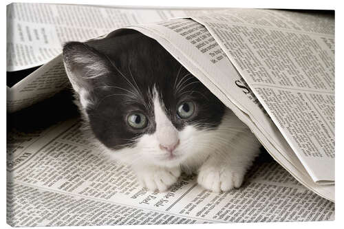 Lienzo Black and white cat under newspaper