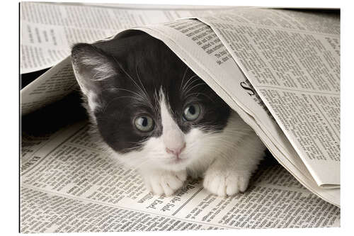 Gallery print Kitten with newspaper