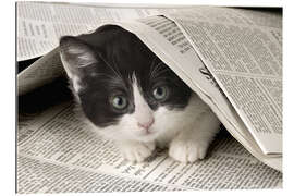 Gallery print Kitten with newspaper