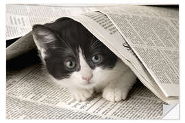 Selvklebende plakat Kitten with newspaper