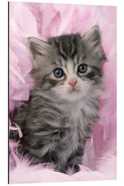 Magnettafel Kätzchen mit Federn