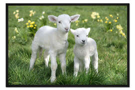 Gerahmter Kunstdruck Osterlämmer