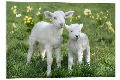 Foam board print Easter lambs