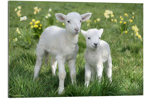 Quadro em plexi-alumínio Easter lambs