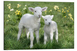 Magnettafel Osterlämmer