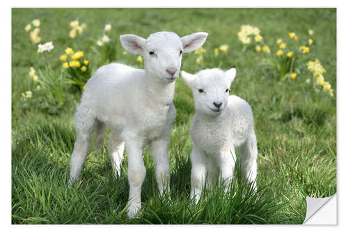 Vinilo para la pared Easter lambs